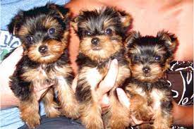 Craigslist Puppies